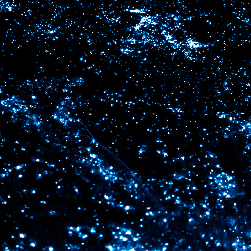 Casa Kani-Ini - Bioluminenscia